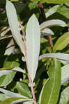 Prairie willow